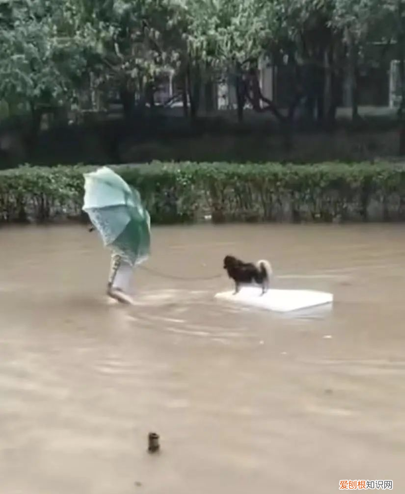 和他在雨中救小狗 暴雨中主人带狗狗撤离的瞬间！都要平平安安！