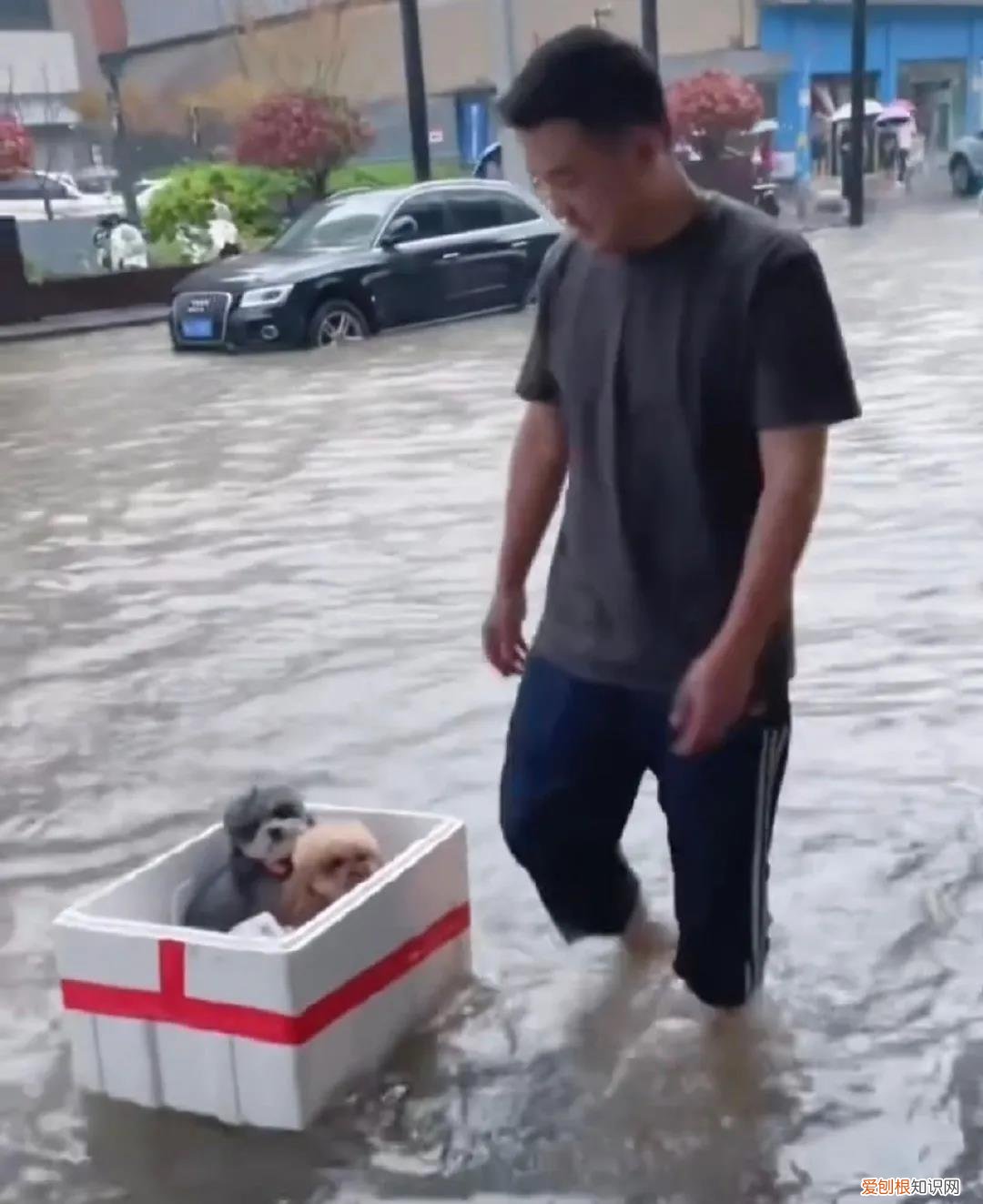 和他在雨中救小狗 暴雨中主人带狗狗撤离的瞬间！都要平平安安！