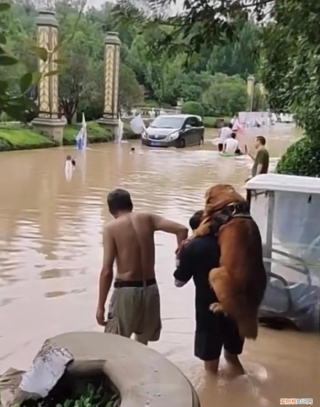和他在雨中救小狗 暴雨中主人带狗狗撤离的瞬间！都要平平安安！