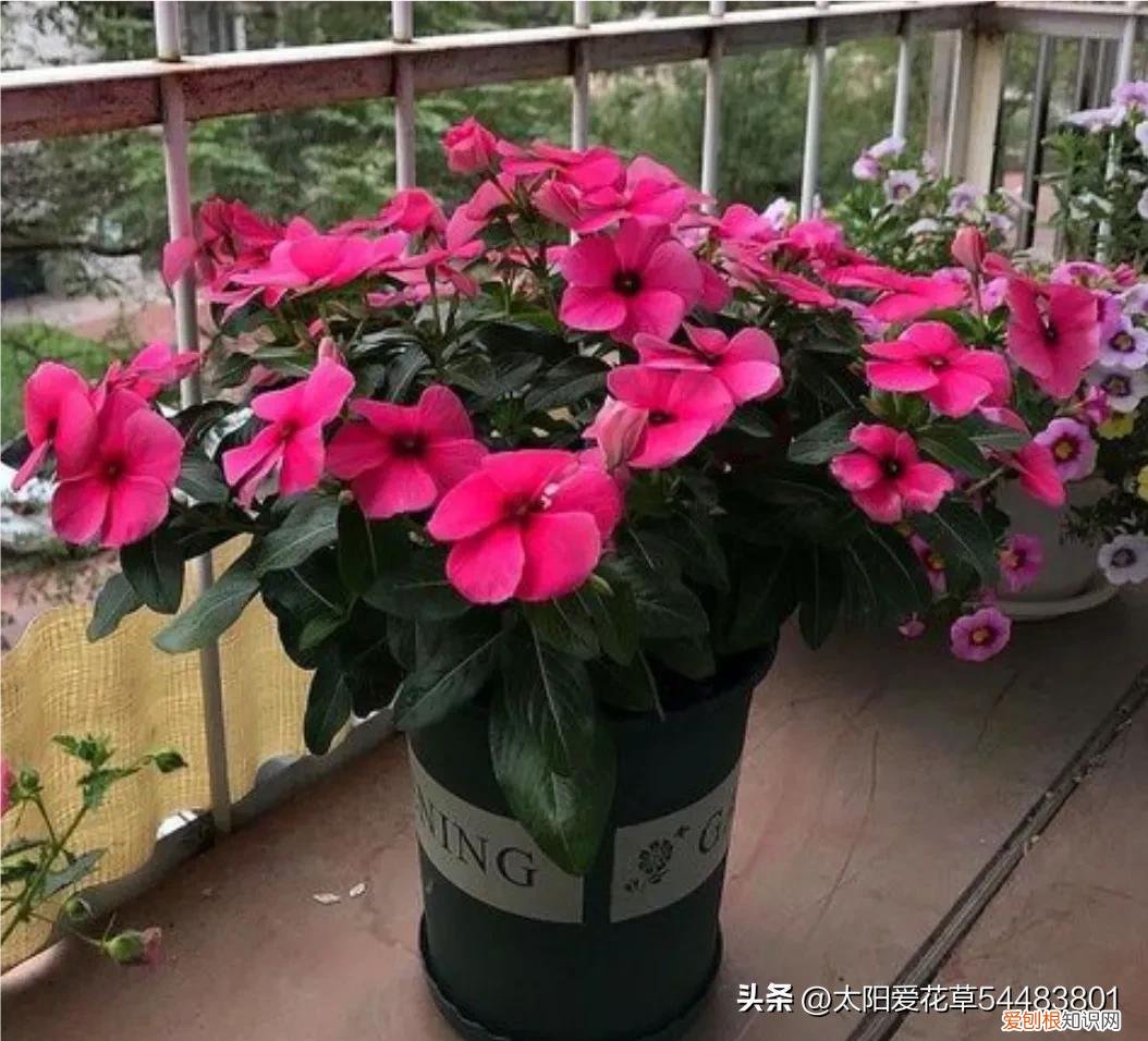 最贵的盆栽花卉，便宜好养的10种花，一盆只需十块钱，花量大又勤花能开200天