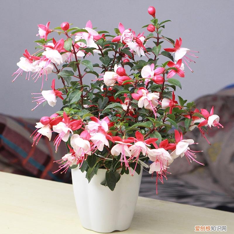 简笔画小狗简单画法，9种“小贱花”，只要十块钱，一盆开成大花球，持续200天