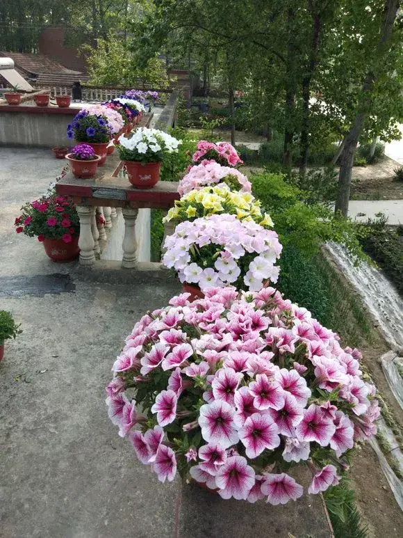 简笔画小狗简单画法，9种“小贱花”，只要十块钱，一盆开成大花球，持续200天