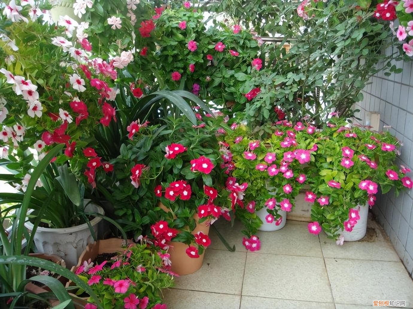 简笔画小狗简单画法，9种“小贱花”，只要十块钱，一盆开成大花球，持续200天