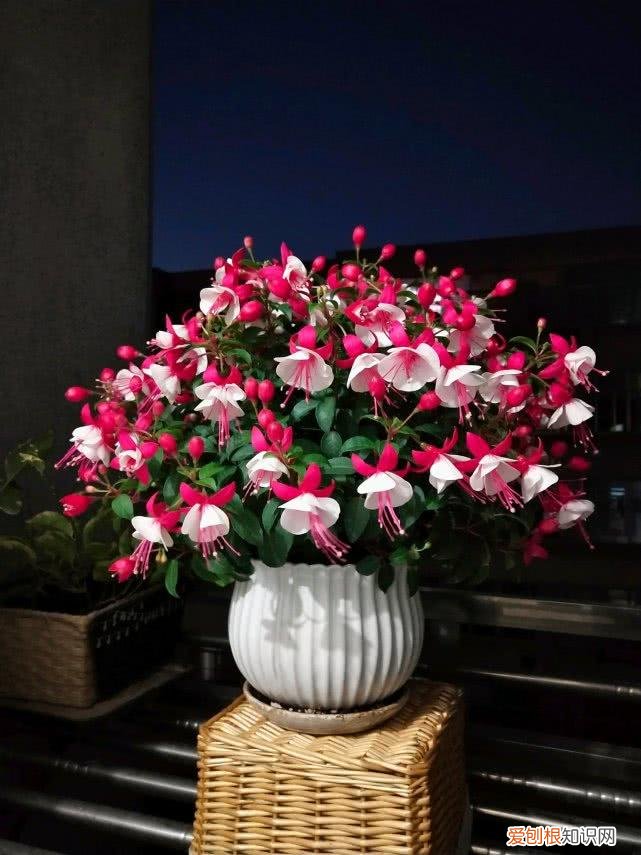 简笔画小狗简单画法，9种“小贱花”，只要十块钱，一盆开成大花球，持续200天