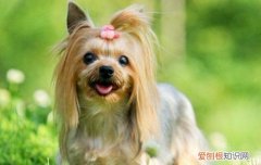 蝴蝶犬的性格 蝴蝶犬认主人的表现