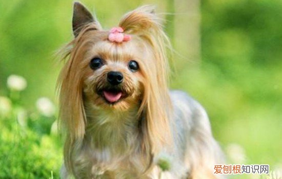 蝴蝶犬的性格 蝴蝶犬认主人的表现
