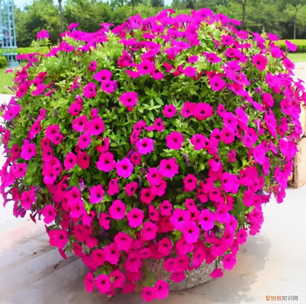 阳台买什么花好，5种“便宜花”，几块钱一盆，阳台一摆变“花海”，南阳台首选
