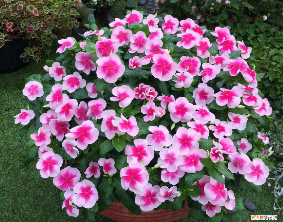 阳台买什么花好，5种“便宜花”，几块钱一盆，阳台一摆变“花海”，南阳台首选