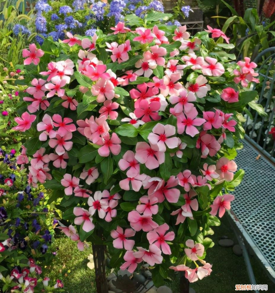 阳台买什么花好，5种“便宜花”，几块钱一盆，阳台一摆变“花海”，南阳台首选