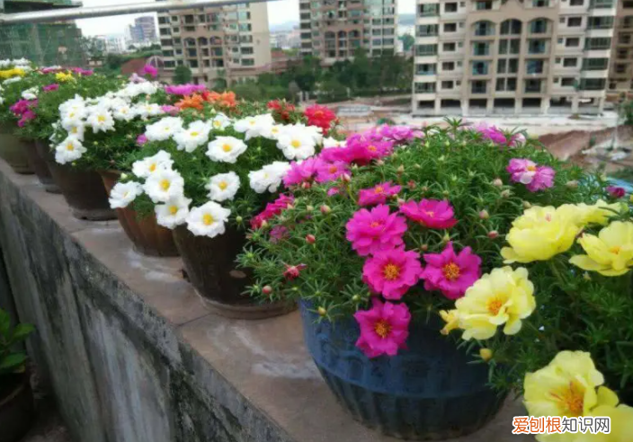 阳台买什么花好，5种“便宜花”，几块钱一盆，阳台一摆变“花海”，南阳台首选