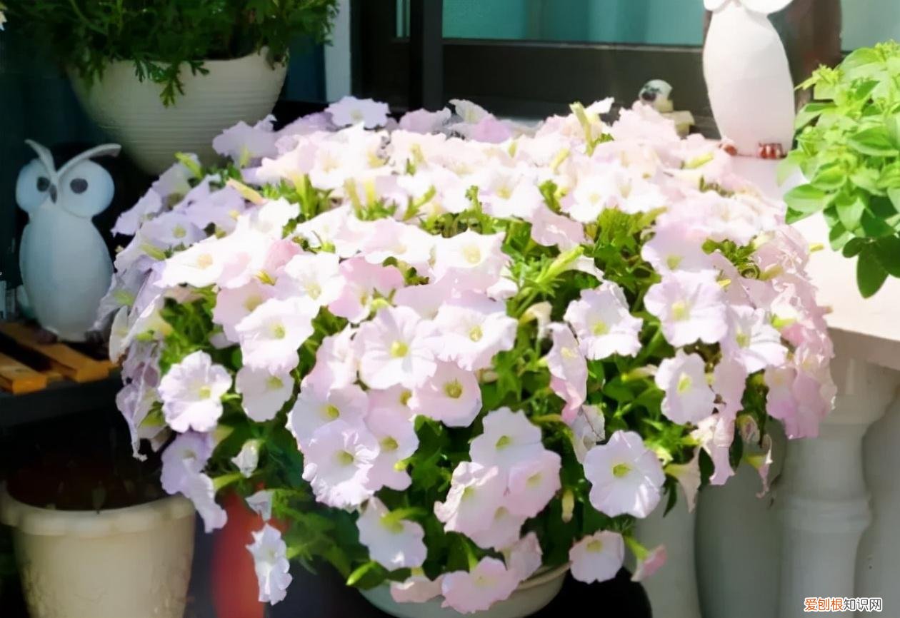 阳台买什么花好，5种“便宜花”，几块钱一盆，阳台一摆变“花海”，南阳台首选