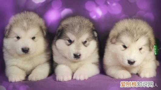 新手养狗小常识视频，新手养狗的一些普及知识，不看后悔10年