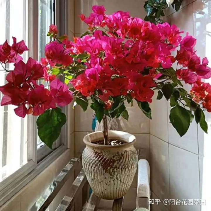 养花如何养，养花“高级感”，养小不养大，5个小技巧，价格翻一倍