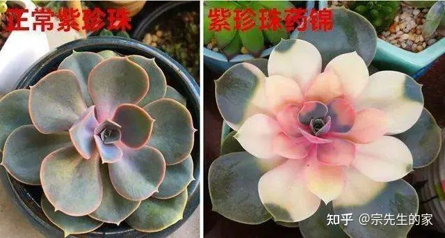 买的花为啥都养不活，5类“坑人花”，千万别买回家，一般人养不活，买了就是白扔钱