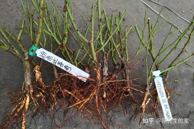 买的花为啥都养不活，5类“坑人花”，千万别买回家，一般人养不活，买了就是白扔钱