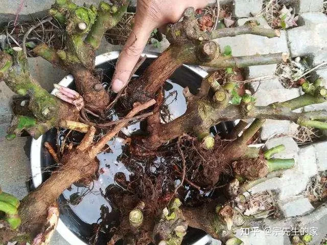 买的花为啥都养不活，5类“坑人花”，千万别买回家，一般人养不活，买了就是白扔钱