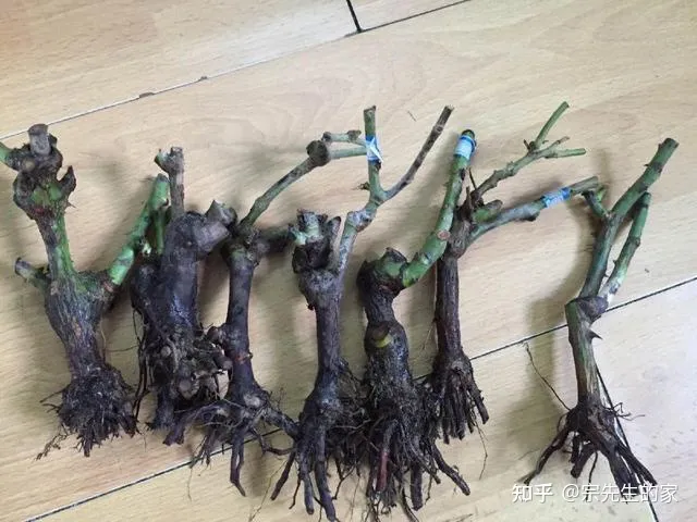 买的花为啥都养不活，5类“坑人花”，千万别买回家，一般人养不活，买了就是白扔钱