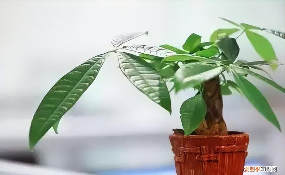 养护简单的花卉，30种常见花卉养护大全，够用一辈子
