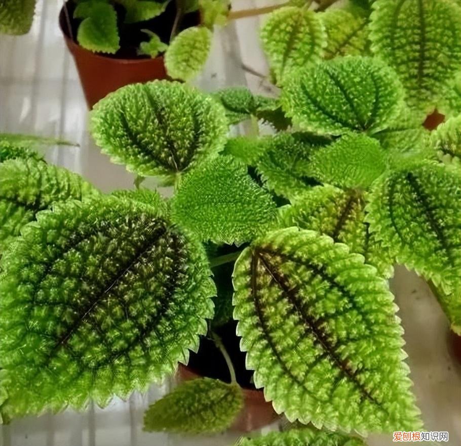 养护简单的花卉，30种常见花卉养护大全，够用一辈子
