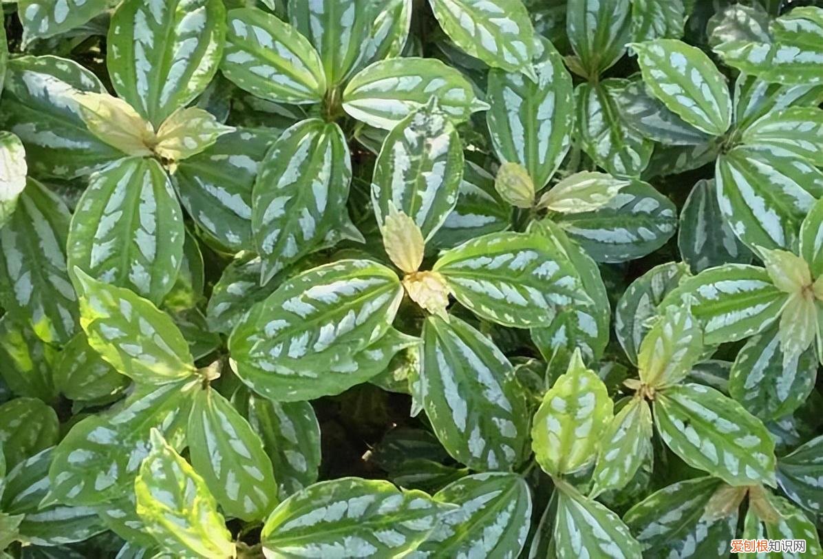 养护简单的花卉，30种常见花卉养护大全，够用一辈子