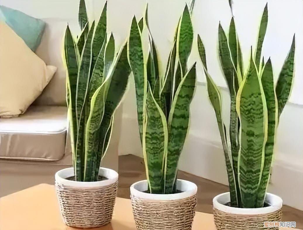 养护简单的花卉，30种常见花卉养护大全，够用一辈子