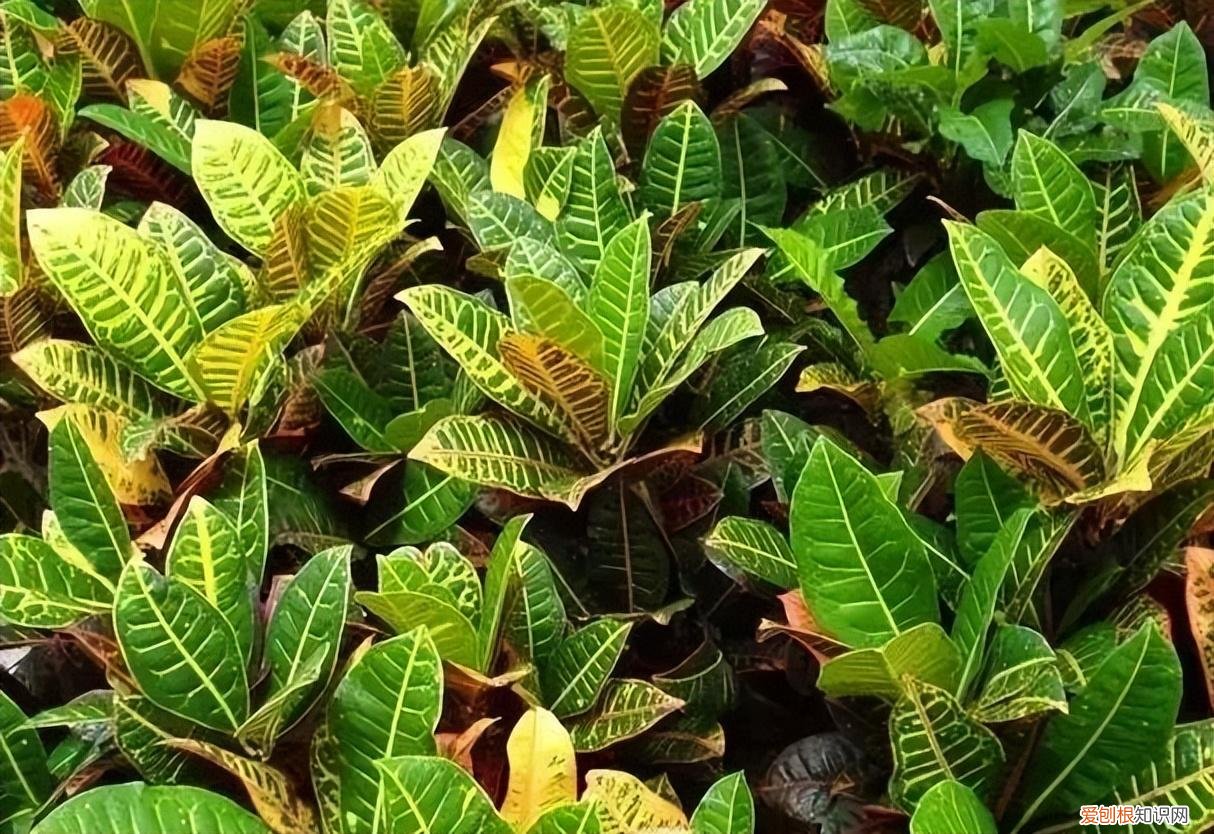 养护简单的花卉，30种常见花卉养护大全，够用一辈子