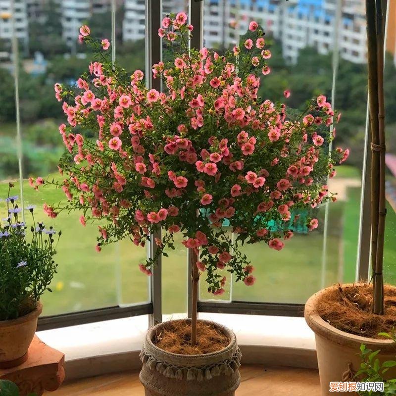 专门种花的土，养花就养这6种花，沾土就能活，开花上百朵