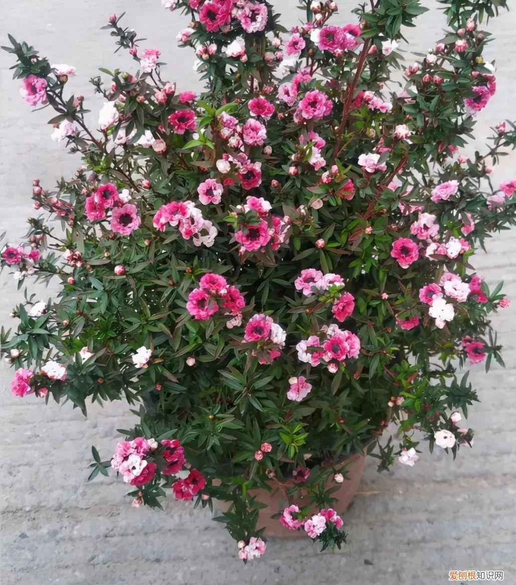 专门种花的土，养花就养这6种花，沾土就能活，开花上百朵