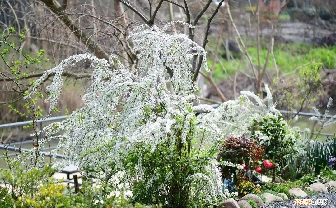专门种花的土，养花就养这6种花，沾土就能活，开花上百朵