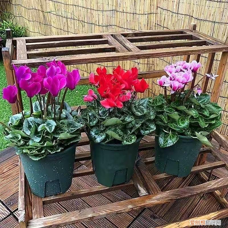 养的花终于开花了怎么形容句子，掌握6个养花小技巧，开花更多更美更鲜艳，花儿朵朵开，好看繁茂