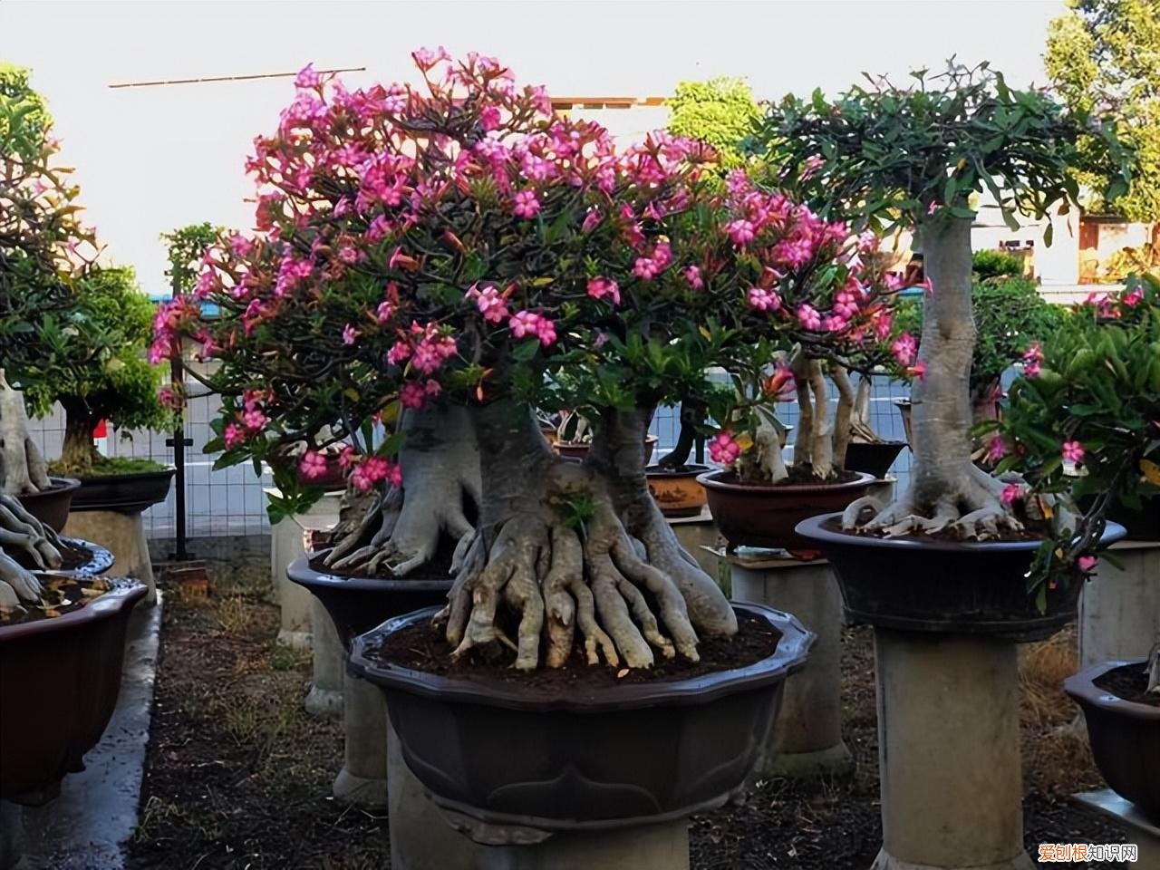 小花盆可以种什么花，8种“吉利”花，必须用“小花盆”养，才能长成精品
