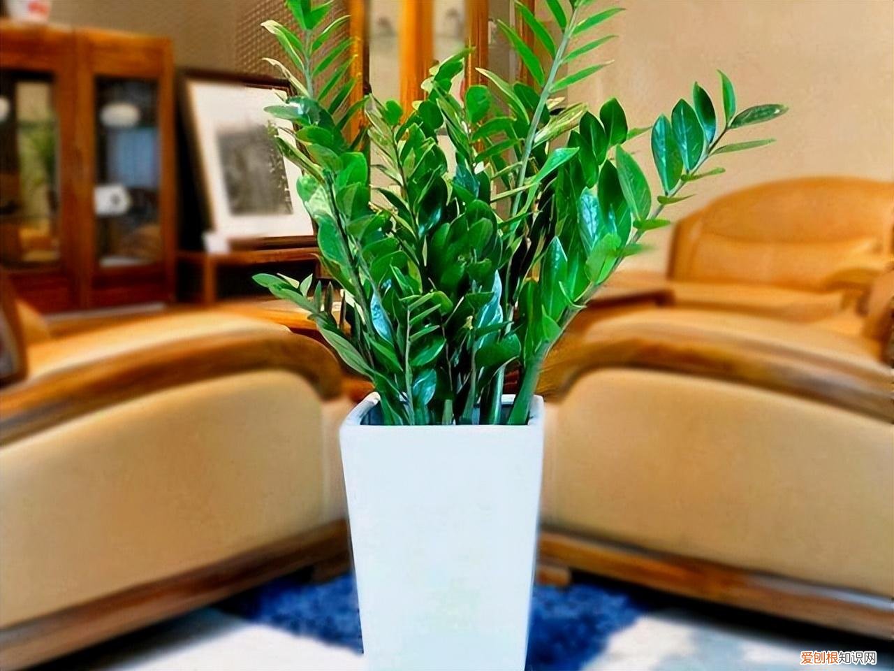 小花盆可以种什么花，8种“吉利”花，必须用“小花盆”养，才能长成精品
