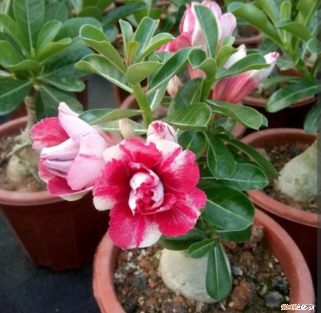 开花又好养的花，不会养花，就试试这三种，容易开花还好养