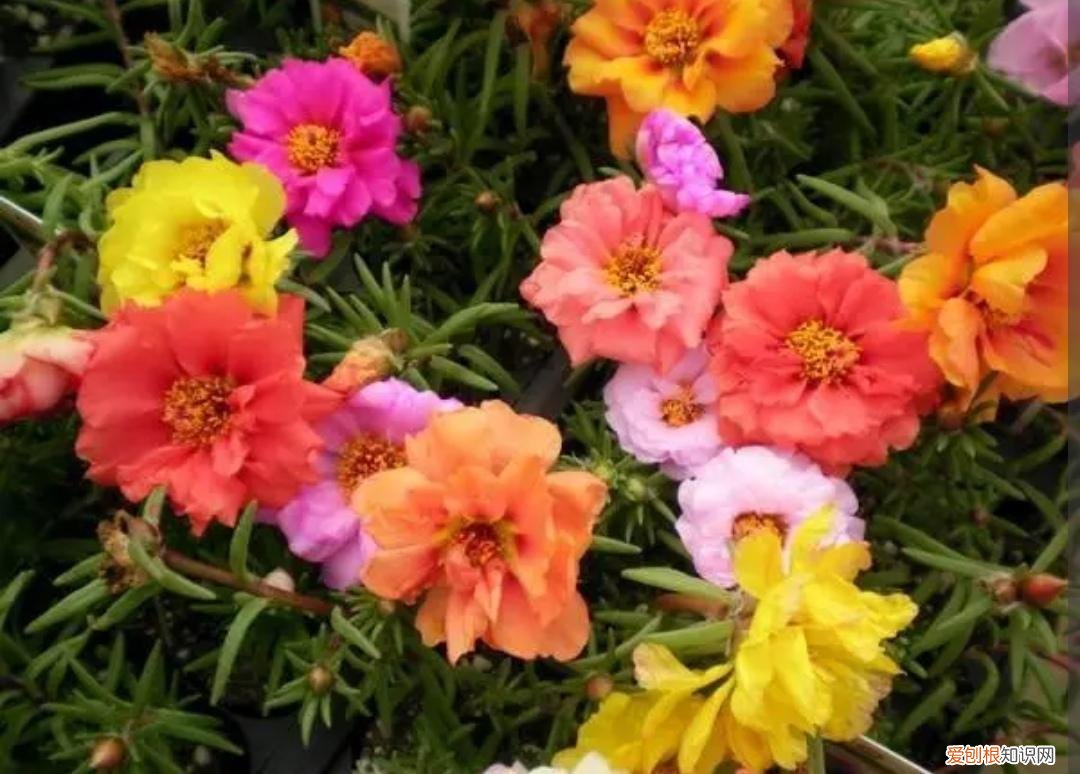 开花又好养的花，不会养花，就试试这三种，容易开花还好养