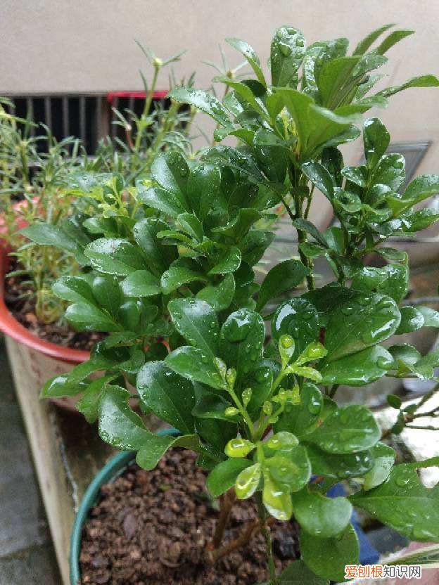 花肥用鸡粪还是羊粪好，羊粪松土鸡粪上劲，养花要记住的口诀，记住了你也能养好花
