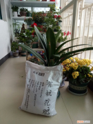 花肥用鸡粪还是羊粪好，羊粪松土鸡粪上劲，养花要记住的口诀，记住了你也能养好花
