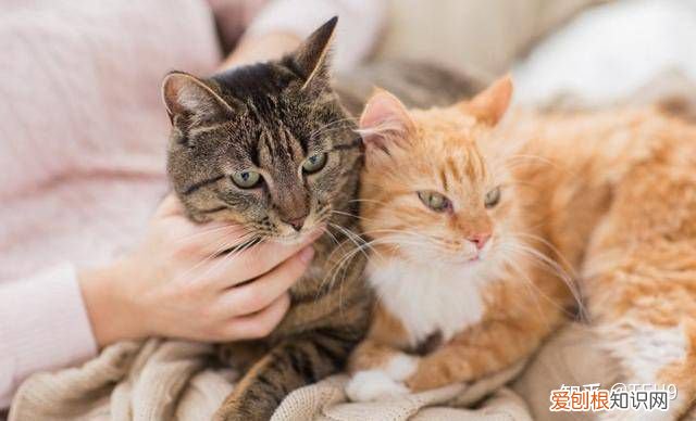 关于猫科动物的12个知识点,你知道几个知识点，关于猫科动物的12个知识点，你知道几个？