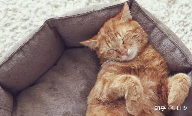 关于猫科动物的12个知识点,你知道几个知识点，关于猫科动物的12个知识点，你知道几个？