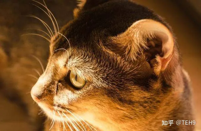 关于猫科动物的12个知识点,你知道几个知识点，关于猫科动物的12个知识点，你知道几个？