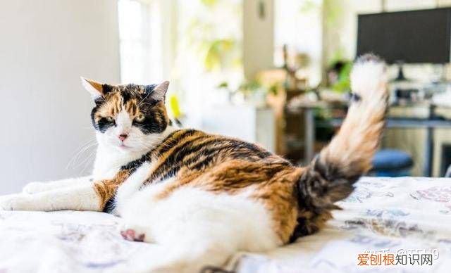 关于猫科动物的12个知识点,你知道几个知识点，关于猫科动物的12个知识点，你知道几个？