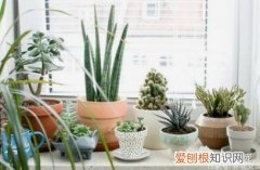 养花经验窍门大全，日常养花“小秘笈”！