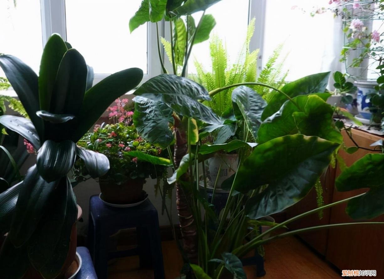 养花误区有，养花3年，总结出5大“要点”，只要吃透，3个月后，菜鸟变老花匠