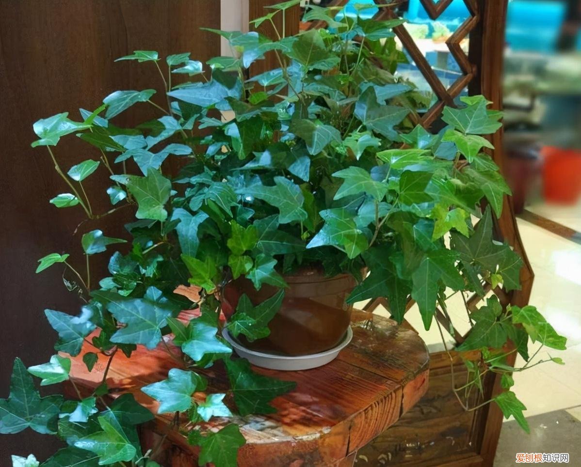 养花误区有，养花3年，总结出5大“要点”，只要吃透，3个月后，菜鸟变老花匠