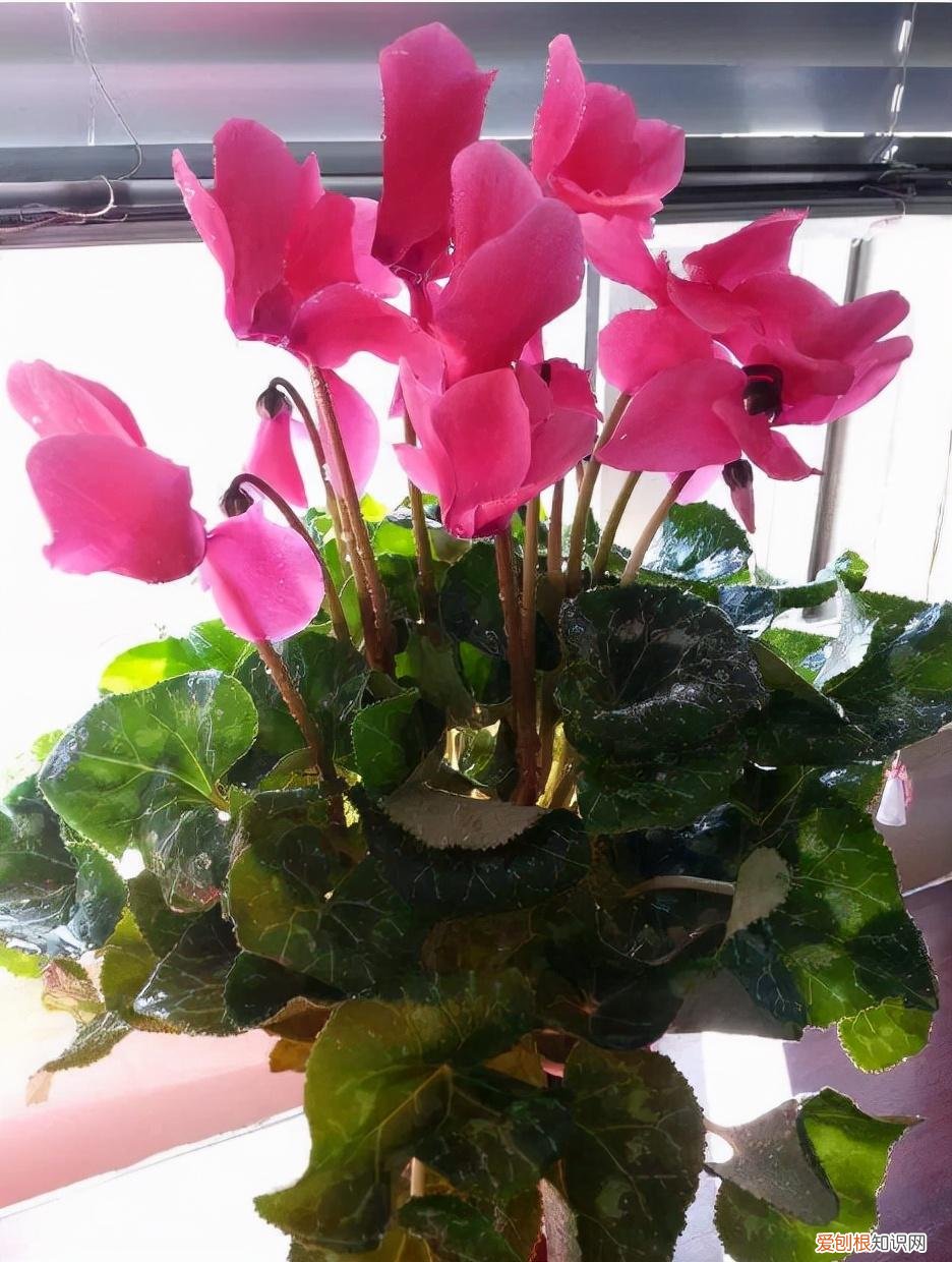 养花误区有，养花3年，总结出5大“要点”，只要吃透，3个月后，菜鸟变老花匠