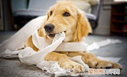 千万别养狗 戒不掉这5件事，就别轻易养狗！