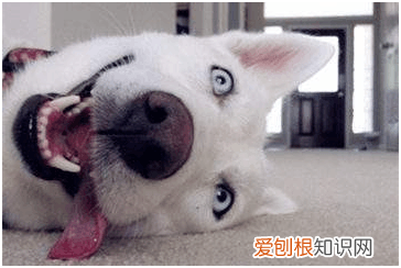 千万别养狗 戒不掉这5件事，就别轻易养狗！