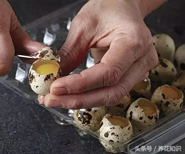 可以养很久的植物有什么，植物总是养不过3个月？身边的“废物”分分钟帮你解决