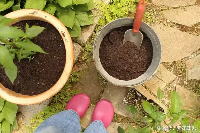 可以养很久的植物有什么，植物总是养不过3个月？身边的“废物”分分钟帮你解决