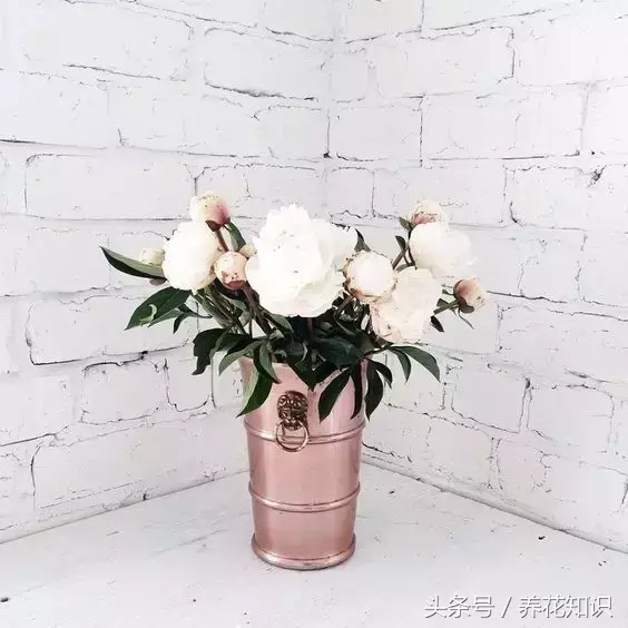 可以养很久的植物有什么，植物总是养不过3个月？身边的“废物”分分钟帮你解决