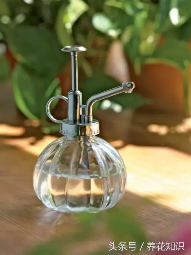 可以养很久的植物有什么，植物总是养不过3个月？身边的“废物”分分钟帮你解决